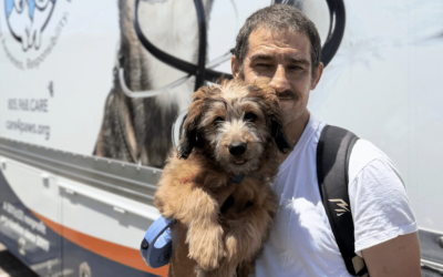 Puppy fighting for his life against parvovirus