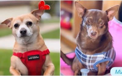 Cuidado esencial para tus mascotas/Essential pet wellness for Nacho & Milo