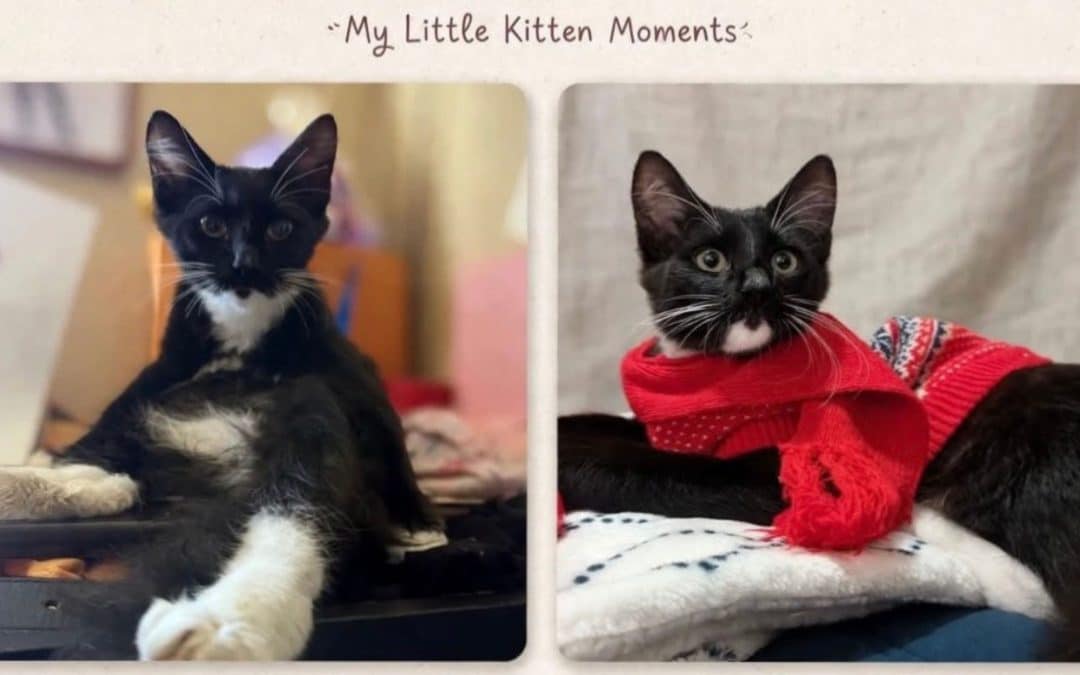 Tino the back and white kitten is back to health in these cute photos.