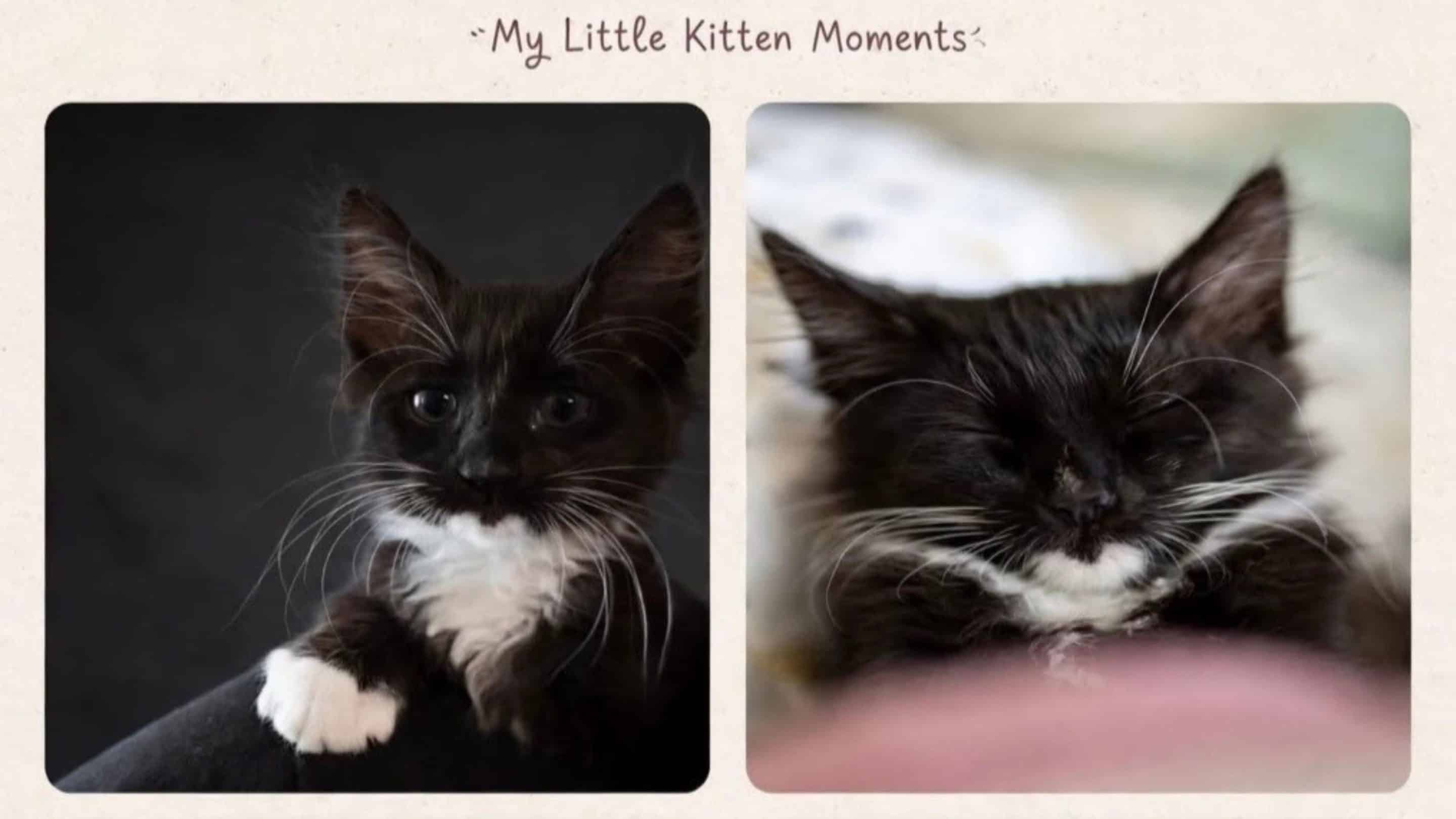Tino the back and white kitten is back to health in these cute photos.