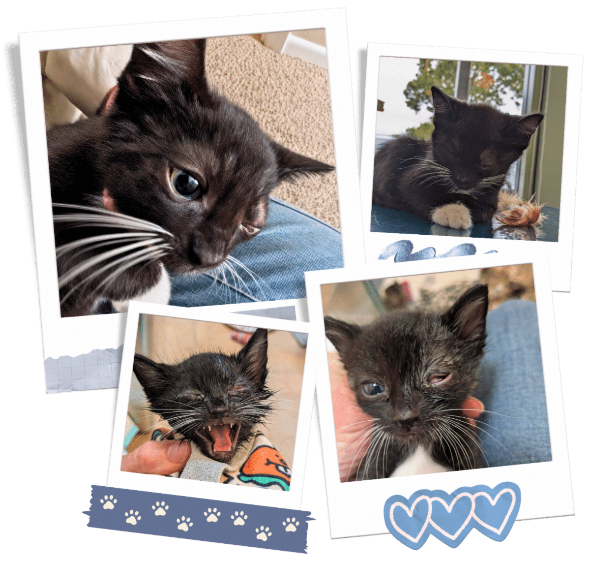 Collage of Root, the black kitten rescued from the River Bed, with an infection of the eye