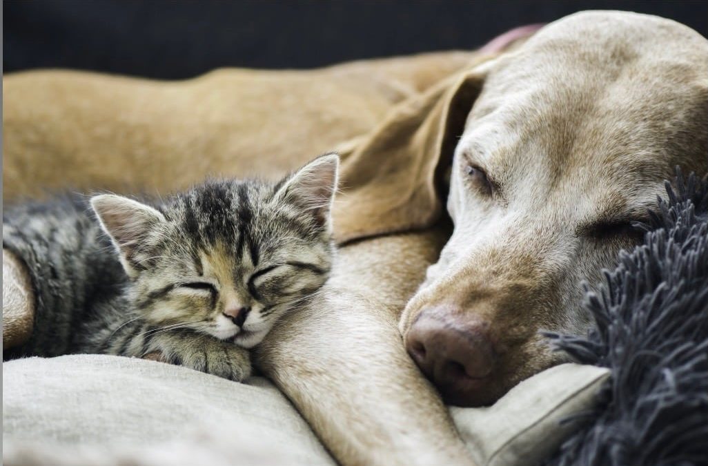 At C.A.R.E.4Paws, It’s All About Love